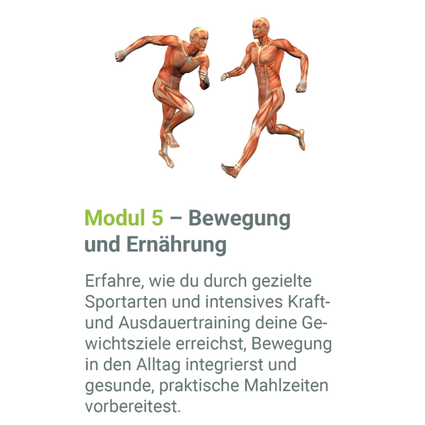 ErnährungsBASICS Onlinekurs – Zertifizierter 8-Wochen Präventionskurs (Krankenkassen-Erstattung)